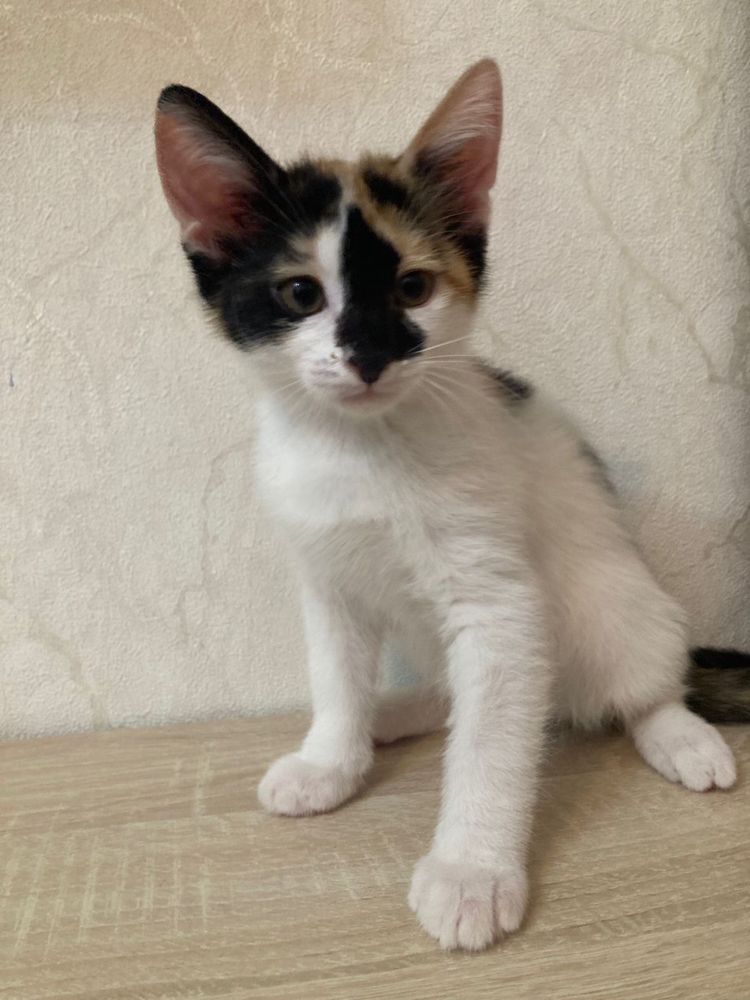 Ищем дом для котят