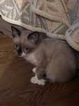 Котенок отдаем даром