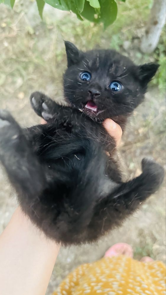 Котята мультяшные в добрые руки