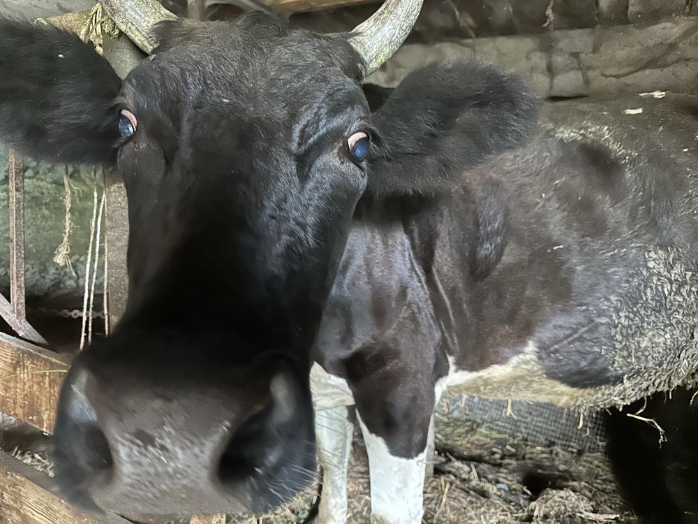 Продам корову стельную 4