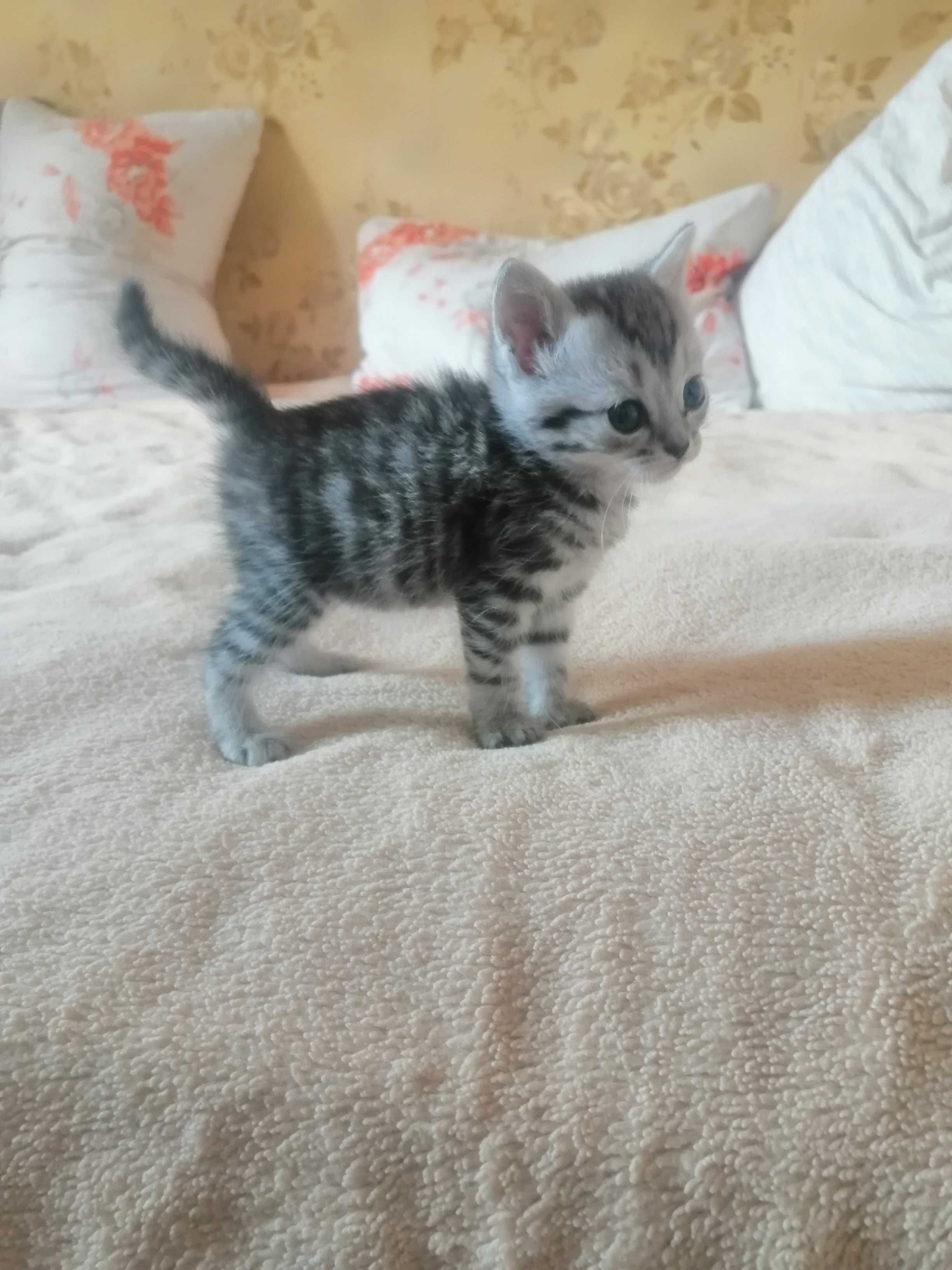 Отдам котят  в добрые руки