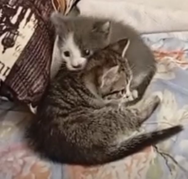 Отдам котят в добрые руки