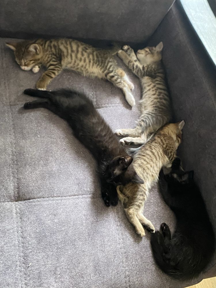 Котята в добрые руки