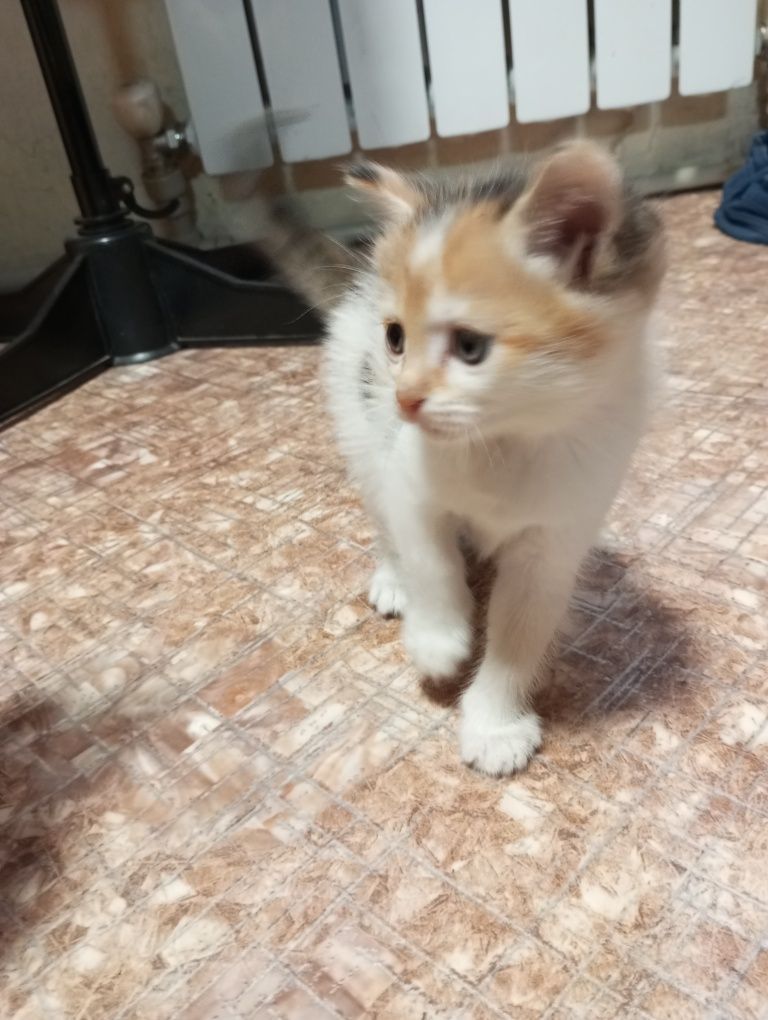 Отдам котят в хорошие руки