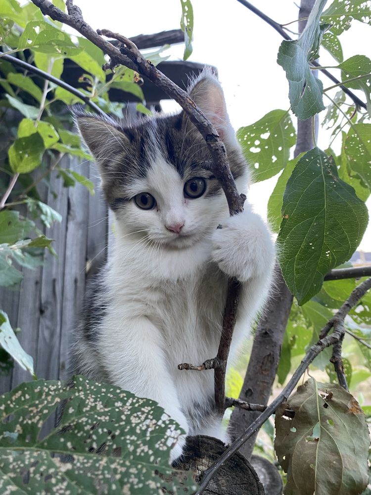 Котята,домашние.
