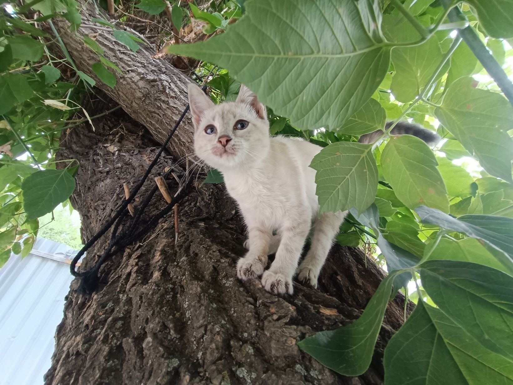 Котенок кошечка к любящим людям