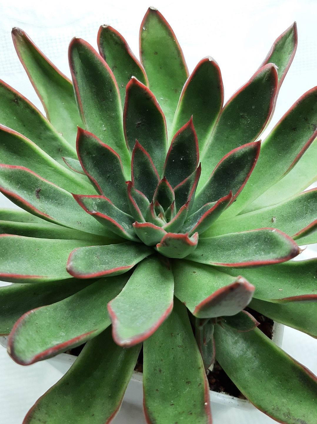 Echeveria (Эхеверии) розы пустыни, суккуленты из частной коллекции