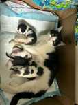 Кошечка с котяткам ищет передержку