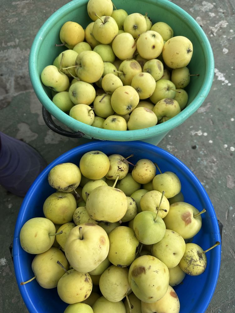 Продам ранетки (яблоки)