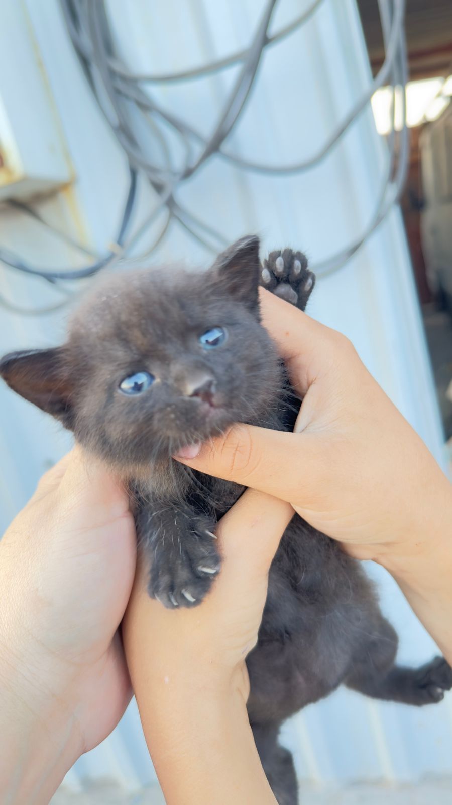 Отдам котят в добрые руки