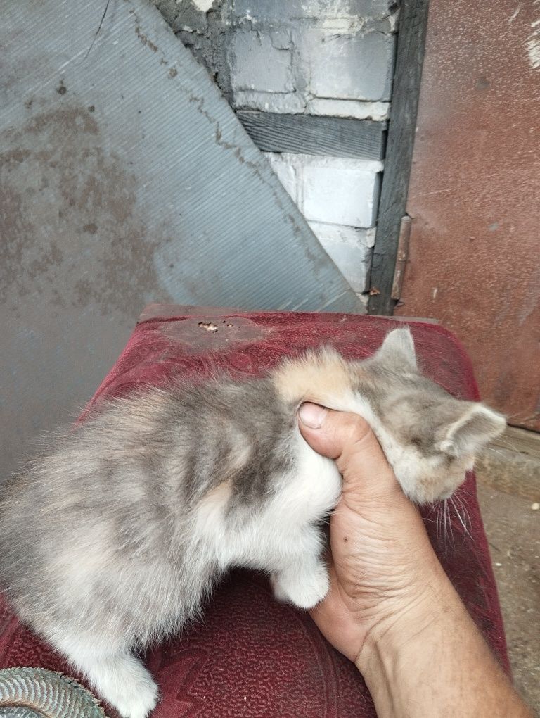 Отдам в добрые руки
