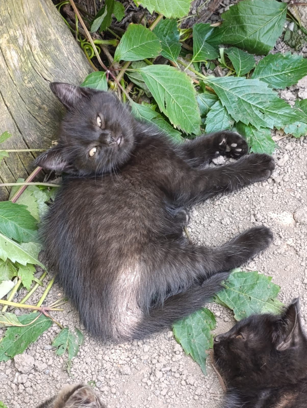 Котята в хорошие руки