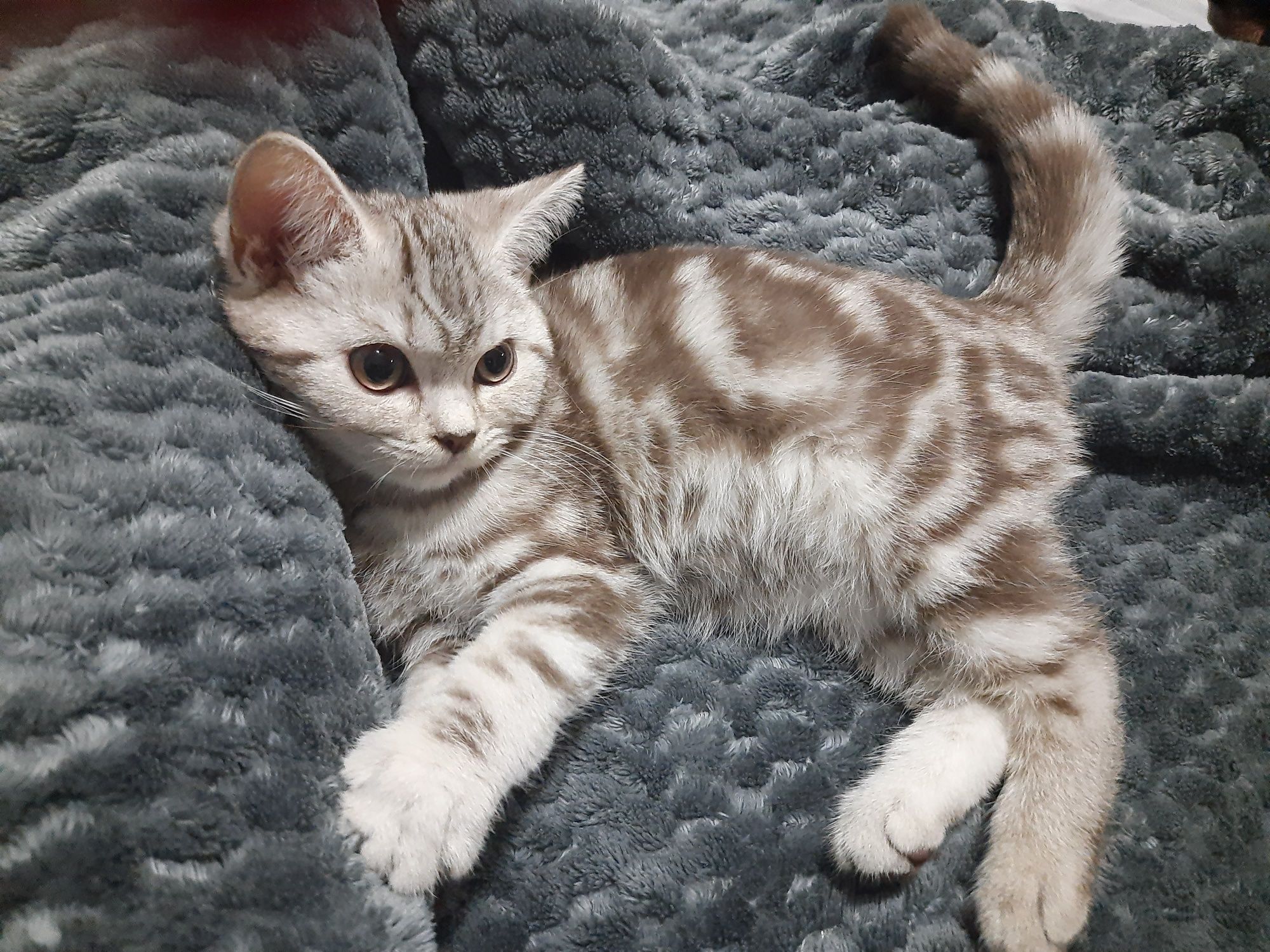 Скоттиш страйт девочка мрамор цвета корицы
