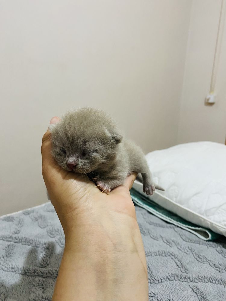Шотландский вислоухий котята