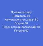 Продам рассаду овощей цветов. Находимся в макинске.