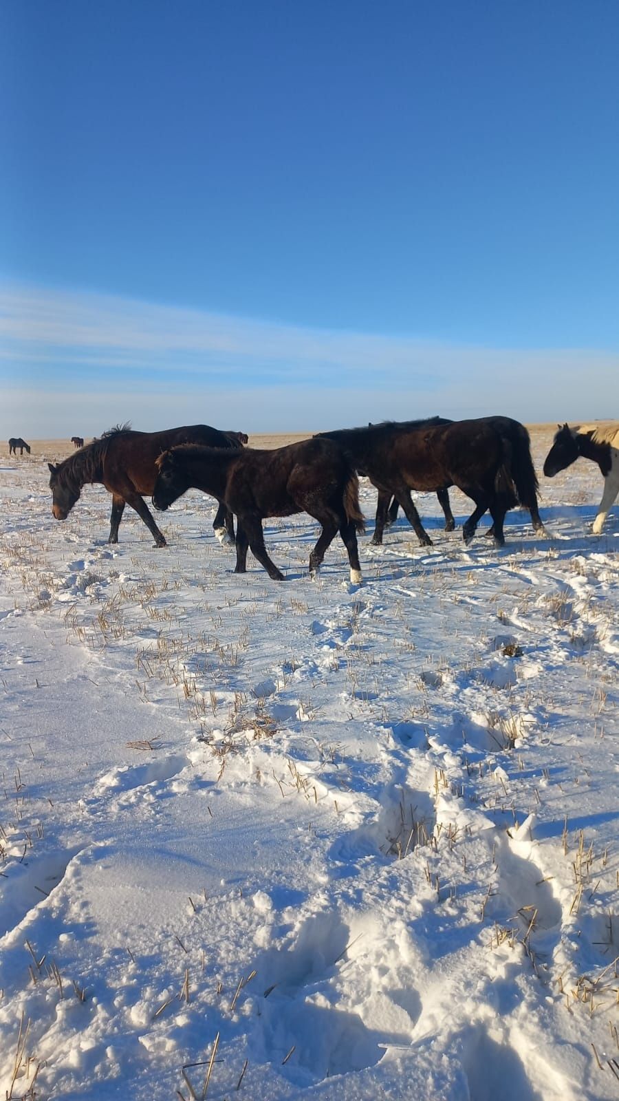 Продам лошадей 15 голов