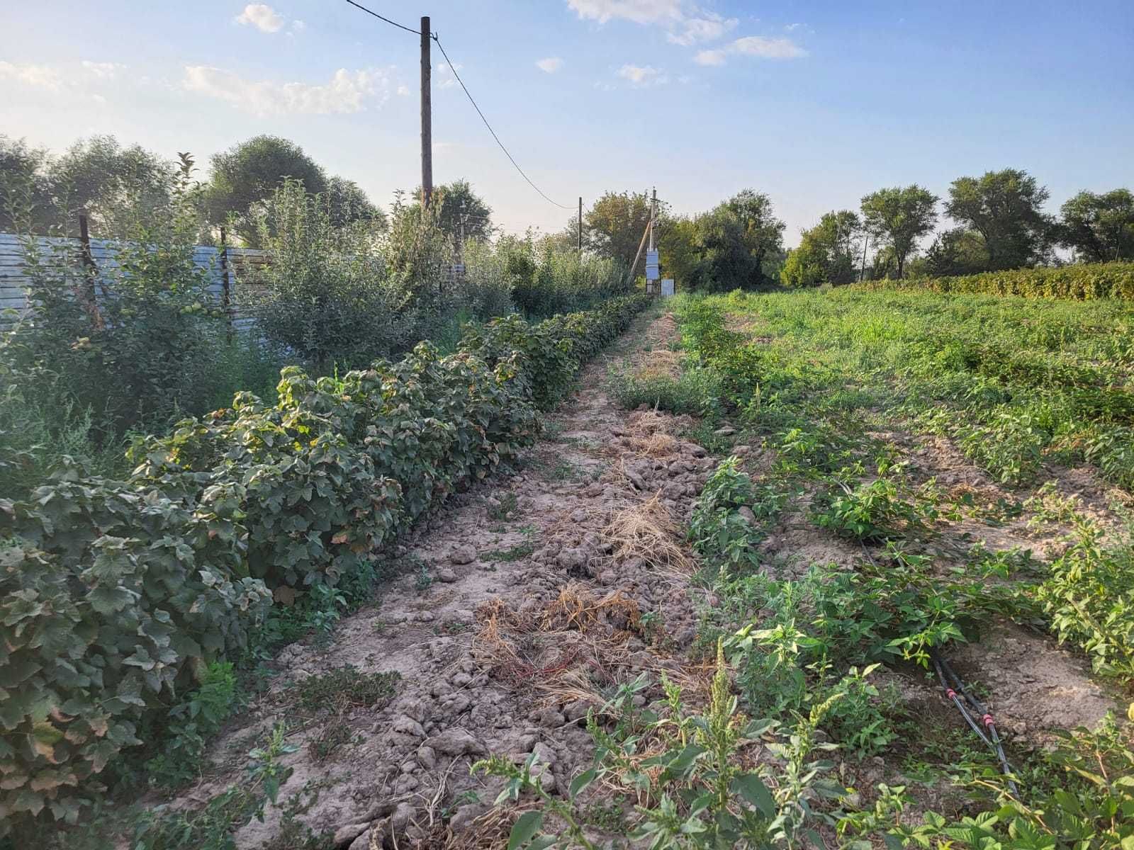 Продам участок 3.9 га, фазенда с посадками и постройками.