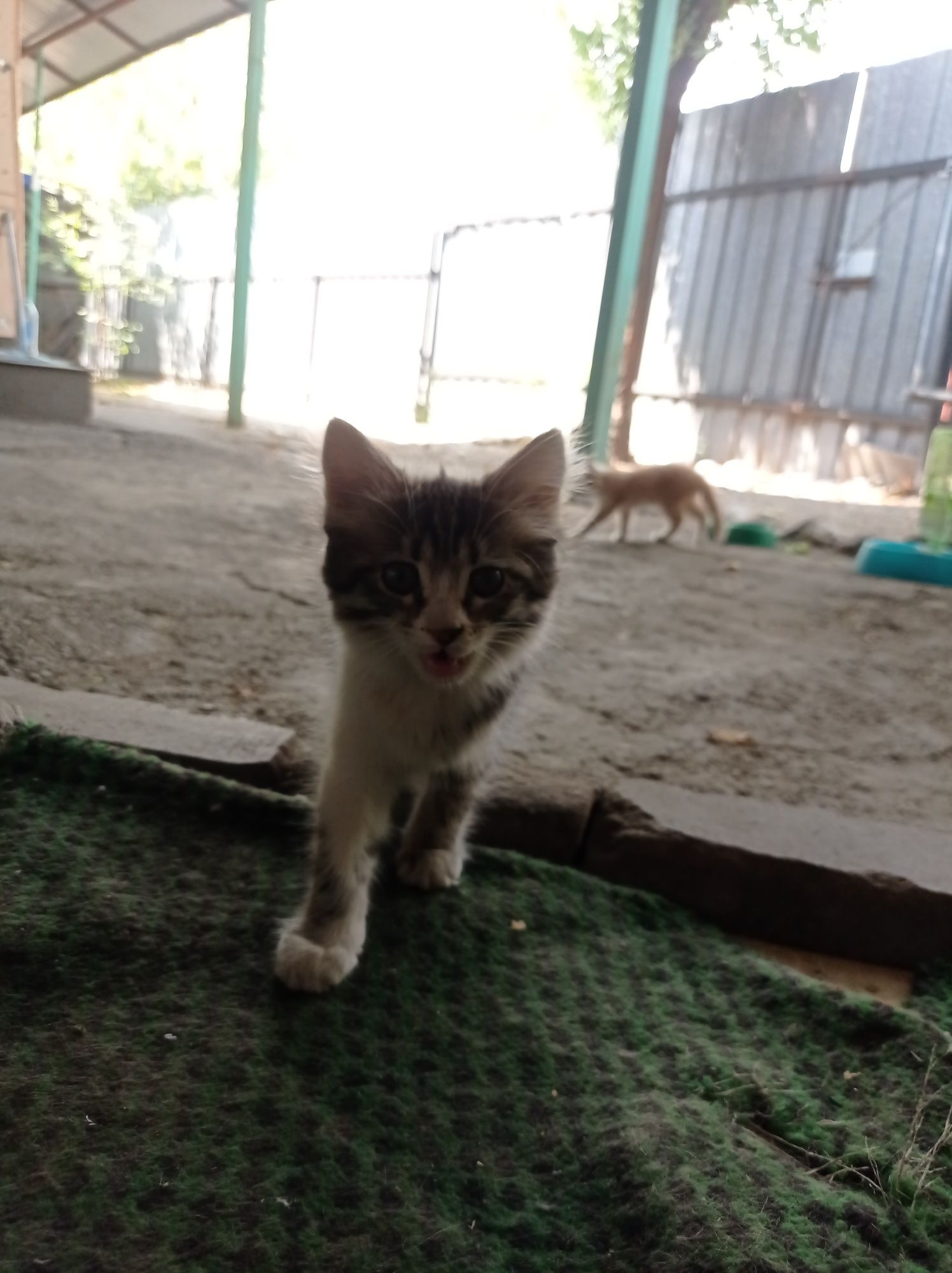 Котята отдам бесплатно