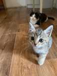 Котенок в добрые руки