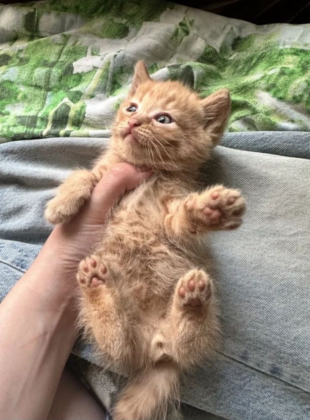 Продам Котенка мальчика