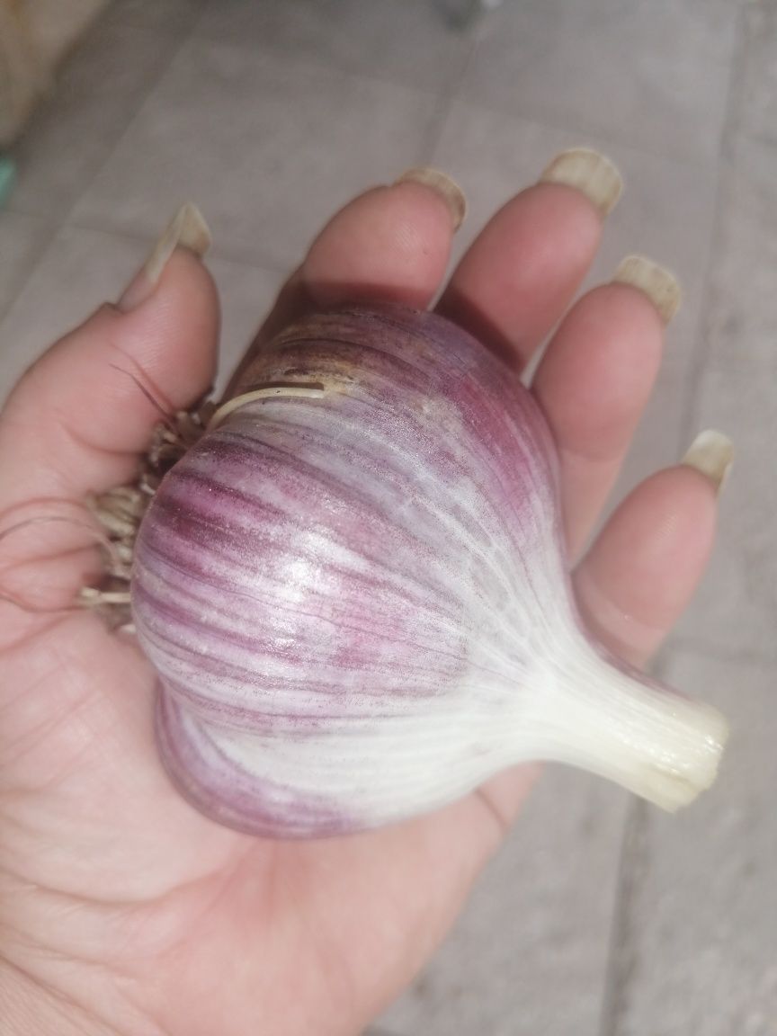 Продам чеснок домашний.