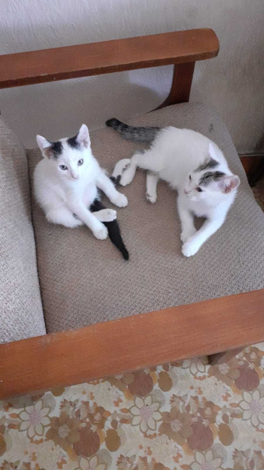 Котята в хорошие, добрые руки