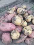 Продам картошку домашнюю.
