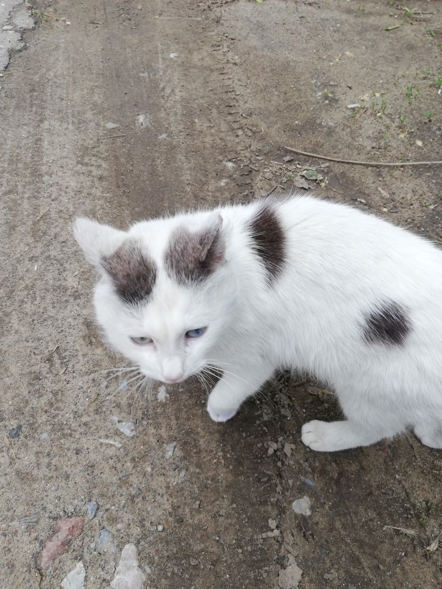 Котик в добрые руки