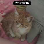 Отдам котенка в добрые руки