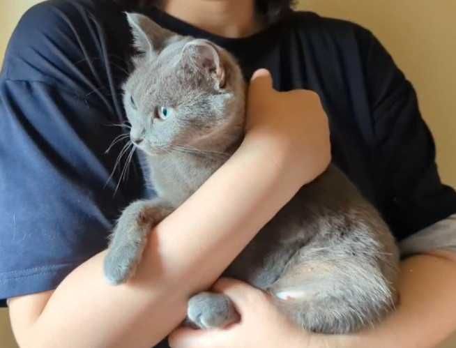 Нежная кошечка ищет дом