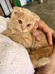 Отдам котят в добрые руки с доставкой