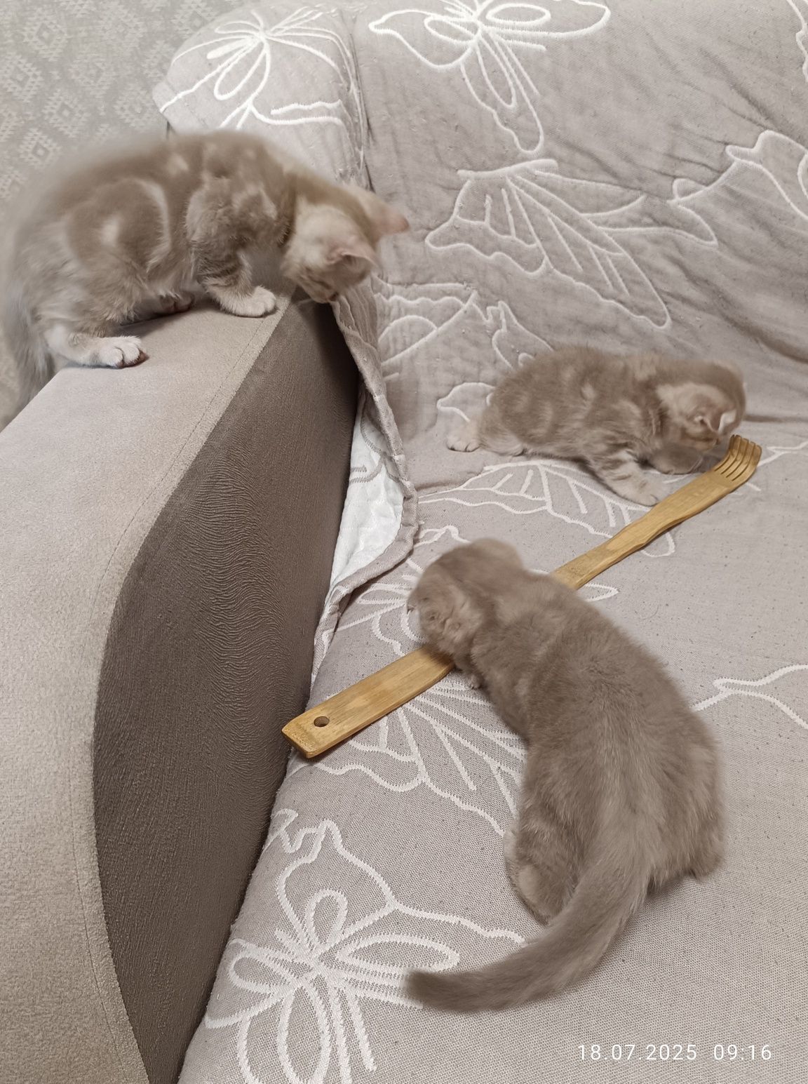 Котята шотландские