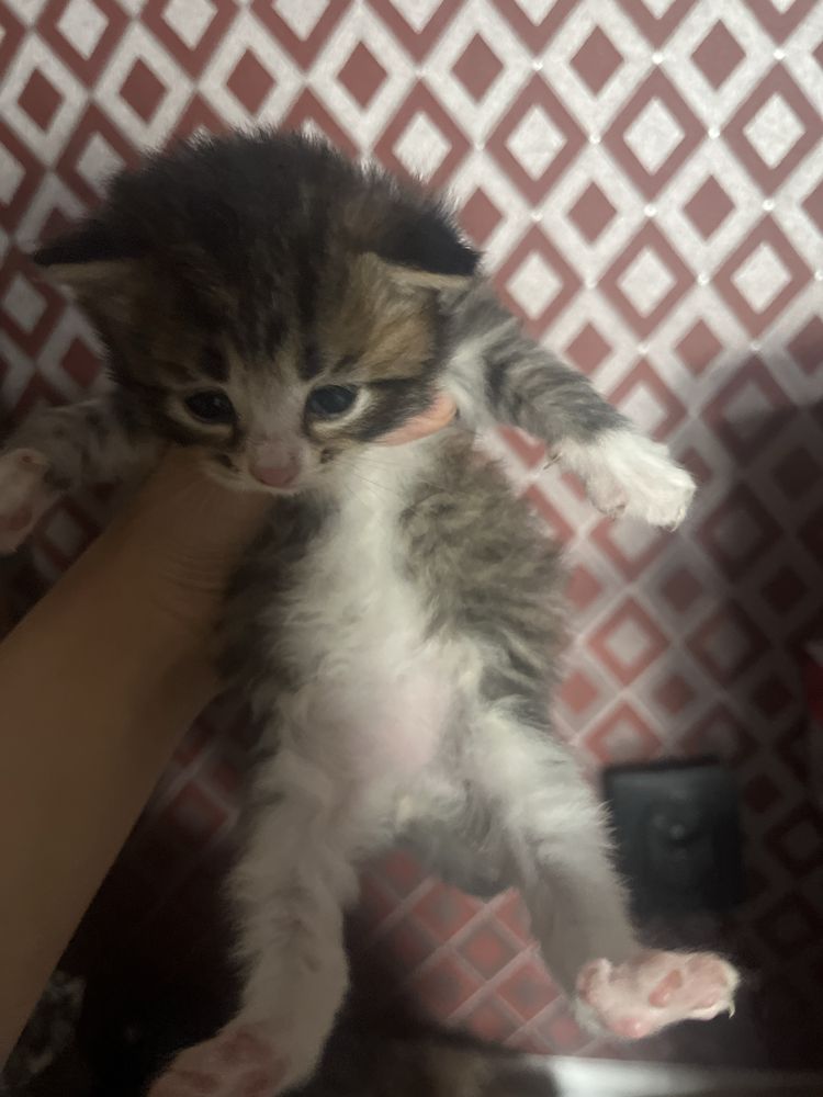 Котята отдам. Еще и кошку