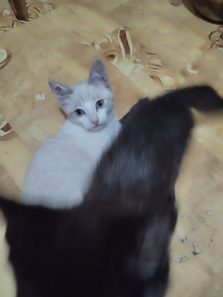 Красивые котята от умной трехцветной кошечки