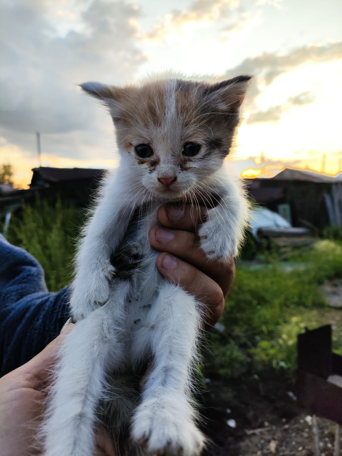 Котята только в добрые ручки