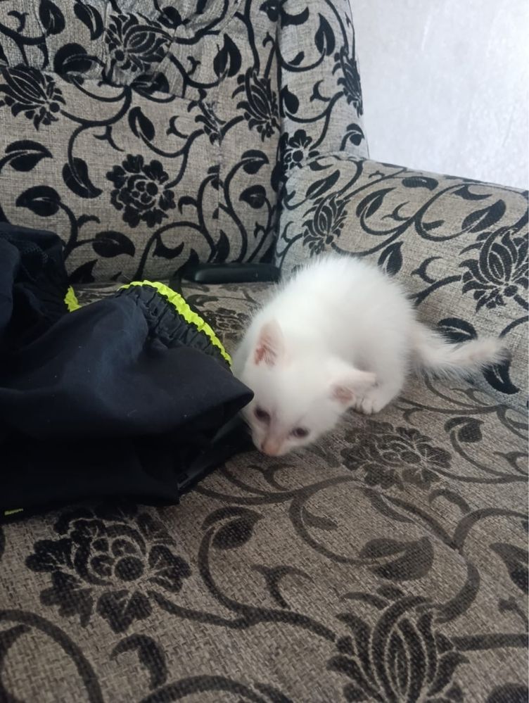 Котята ищут дом. Мальчики