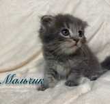 Котята 2 мес. Породистые
