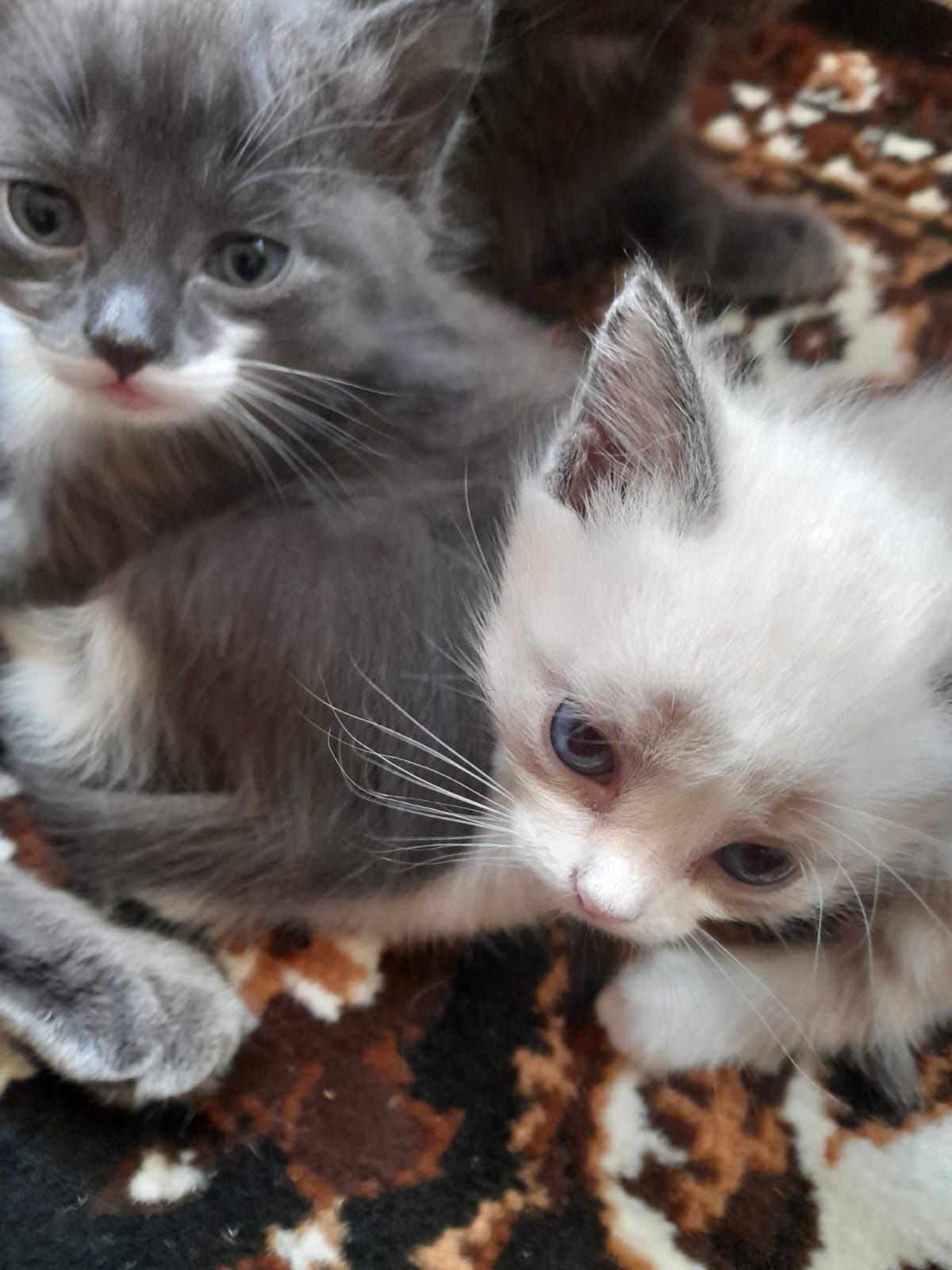 Отдам в добрые руки котят девочку и мальчика