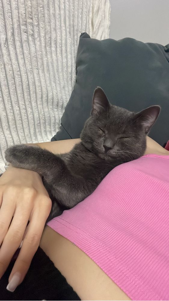 Отдам котика в добрые руки, красивый, ласковый, воспитанный