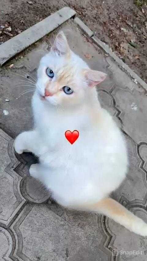 Красивой кошечке нужен дом!