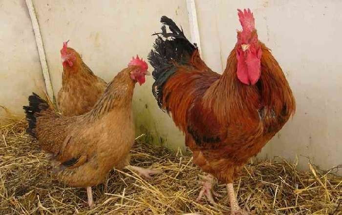 Продам       яйцо
