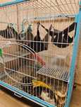 Продам клетку для крыс
