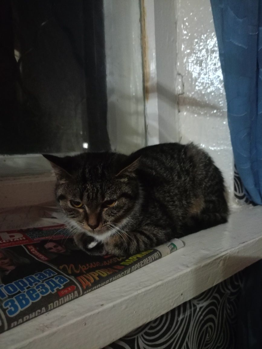 Срочно отдам котенка