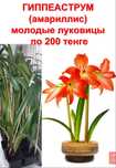 комнатные цветы гиппеаструм (амариллис)