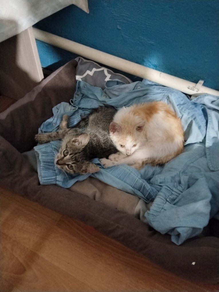 Отдам котят мальчики бесплатно
