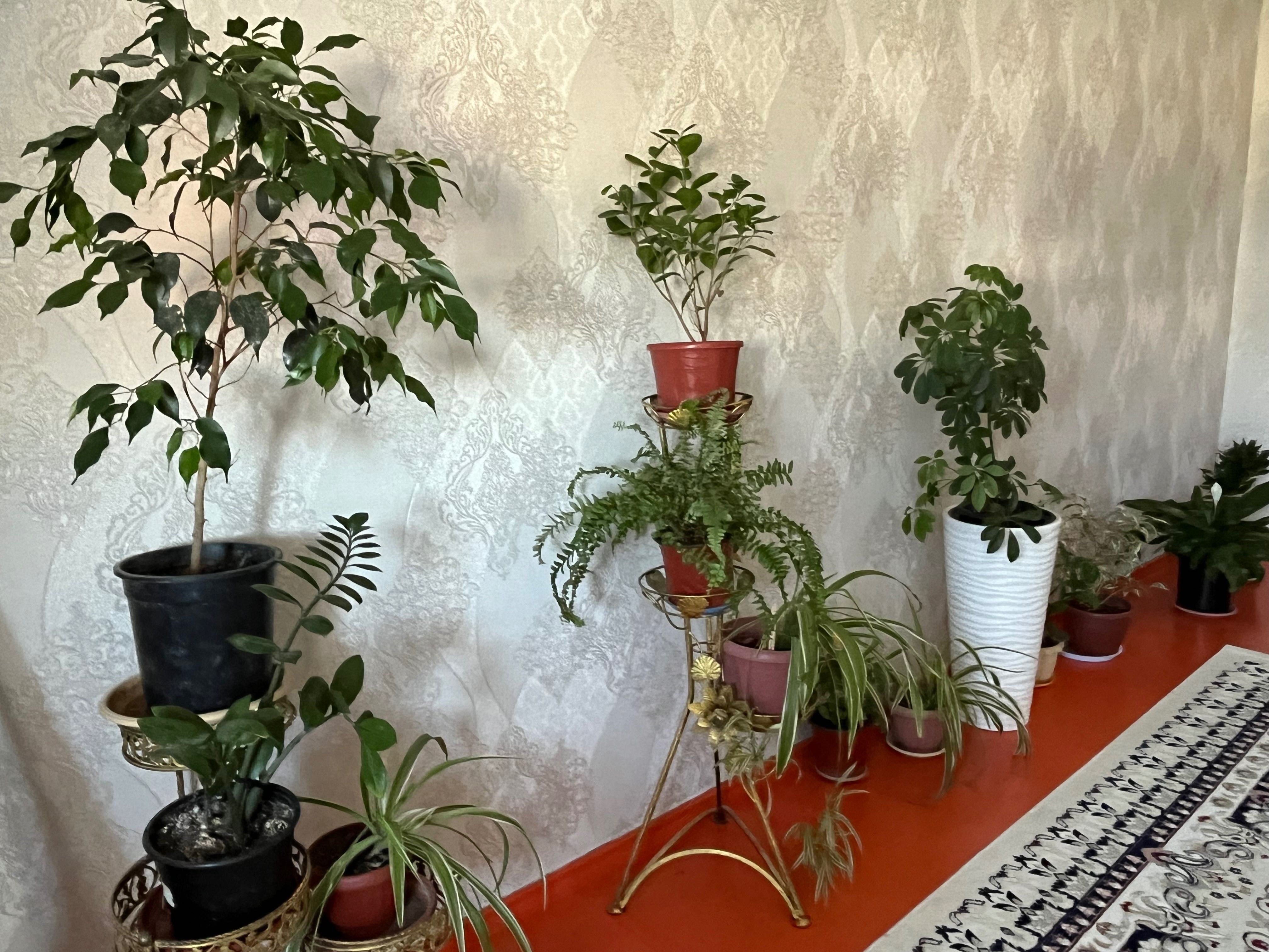 комнатные цветы разные