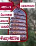 Продам домашнюю вишню