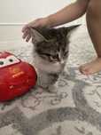 Котенок в добрые руки