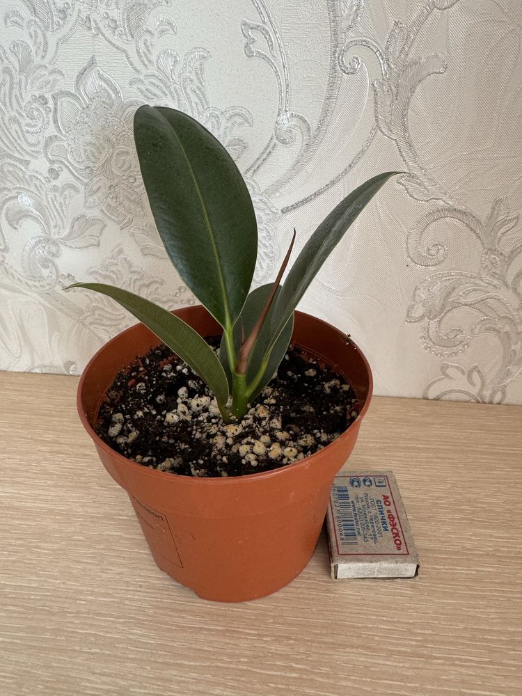 Продам цветок "Фикус Милани»