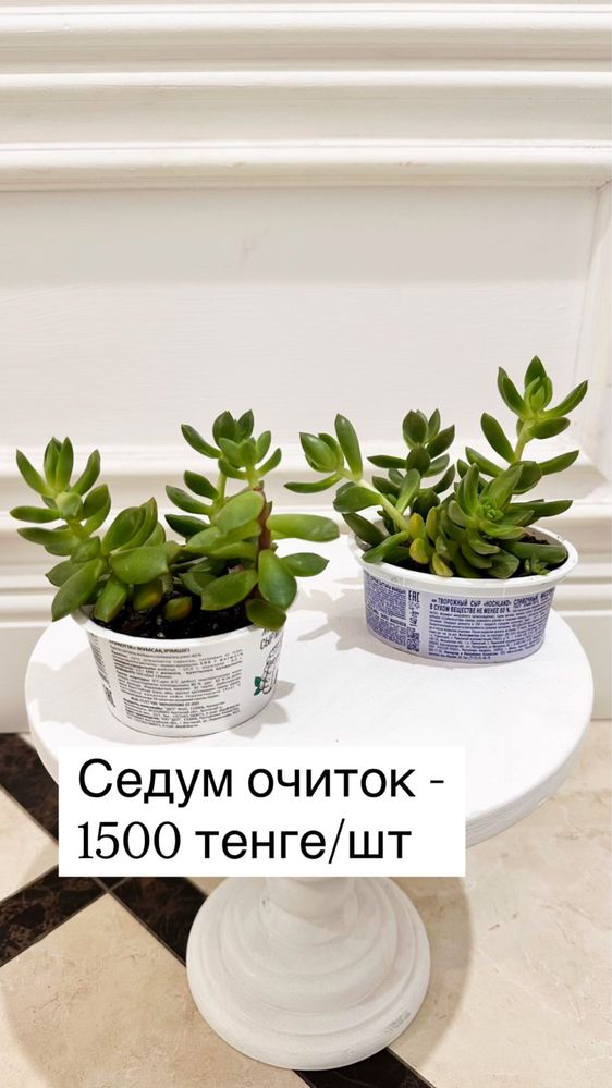 Денежное дерево